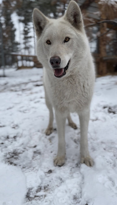 Boss Farms rescue
