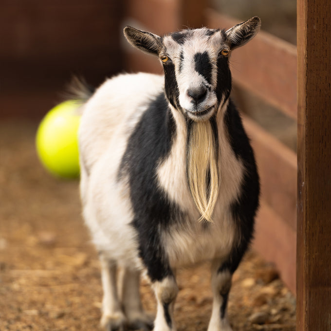 Boss Farms rescue