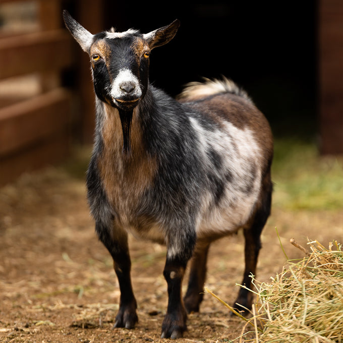 Boss Farms rescue
