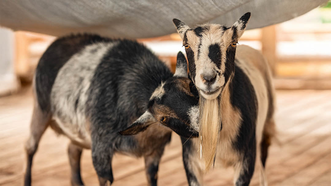 Boss Farms rescue