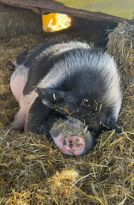 Boss Farms rescue