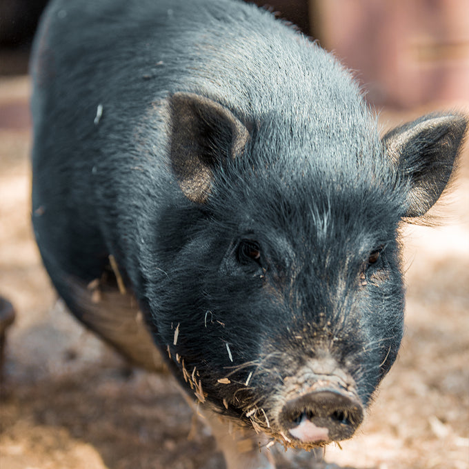 Boss Farms rescue