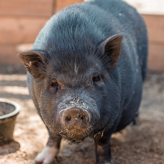 Boss Farms rescue