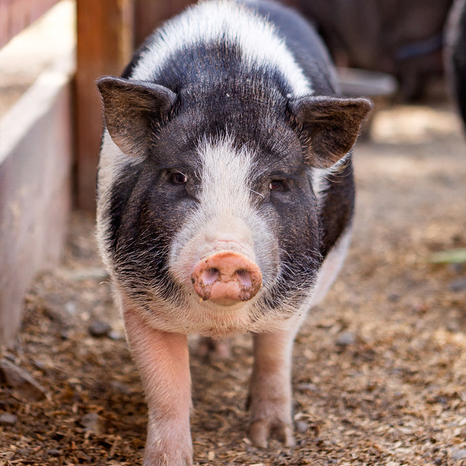 Boss Farms rescue