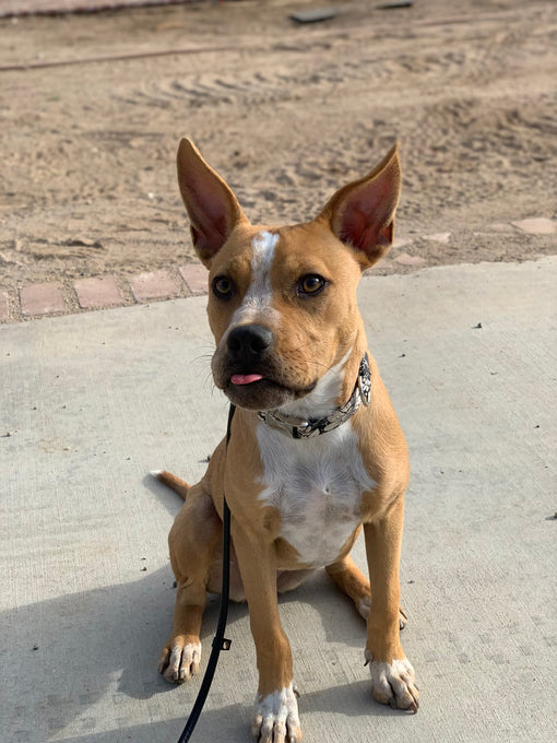 Boss Farms rescue
