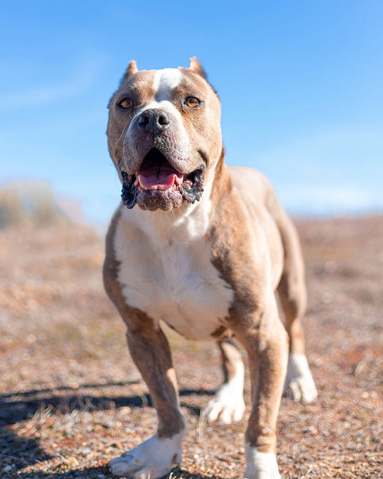 Boss Farms rescue