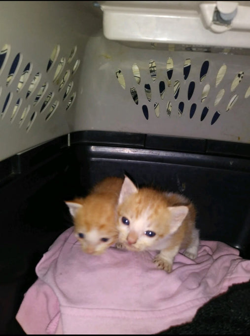 Boss Farms rescue