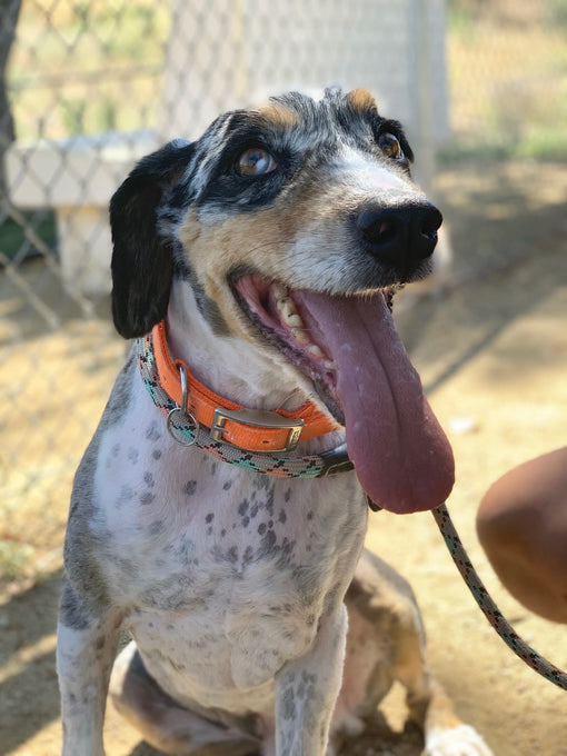 Boss Farms rescue