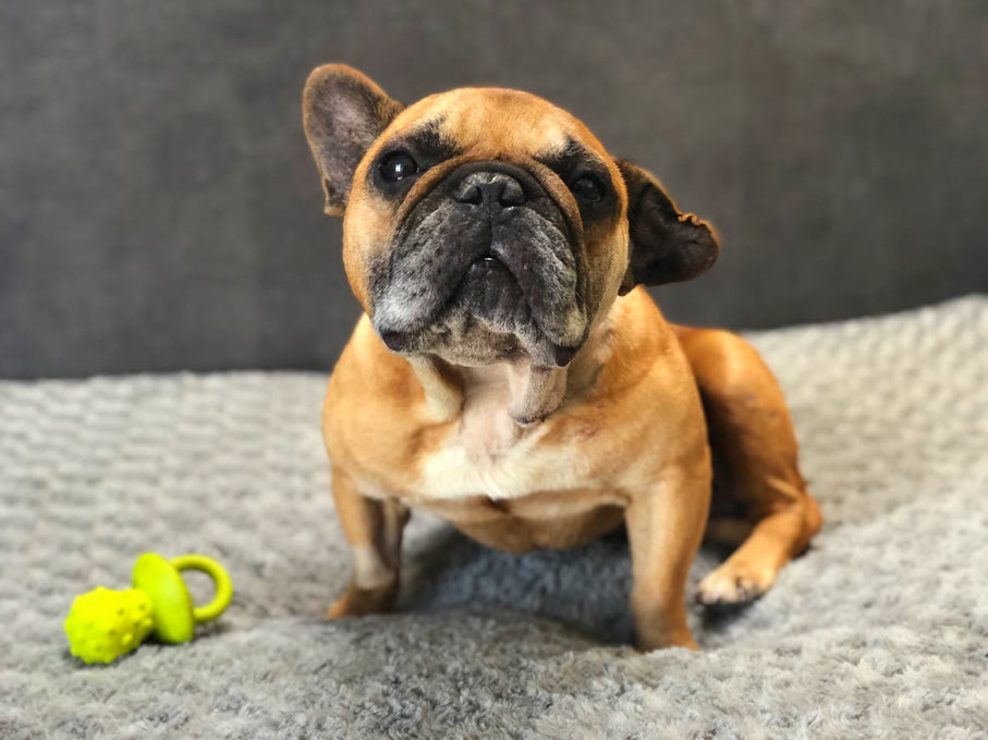 Boss Farms rescue