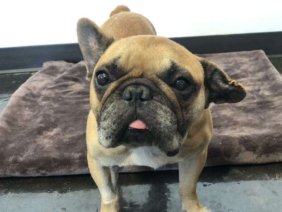 Boss Farms rescue
