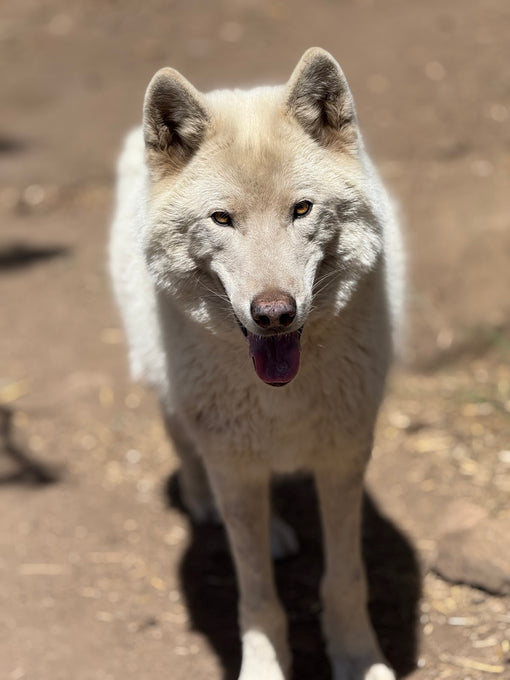 Boss Farms rescue