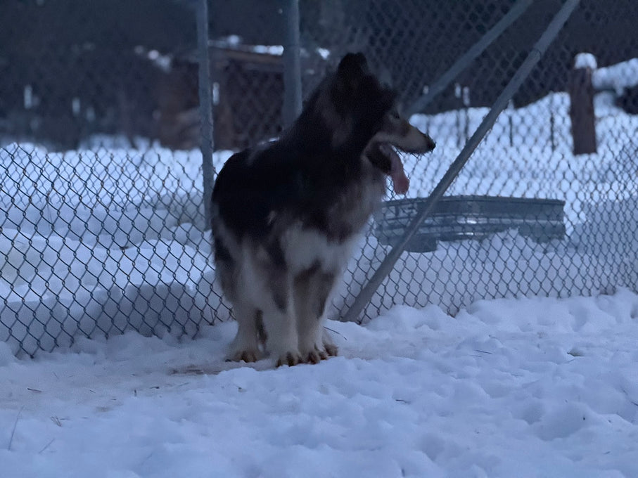 Boss Farms rescue