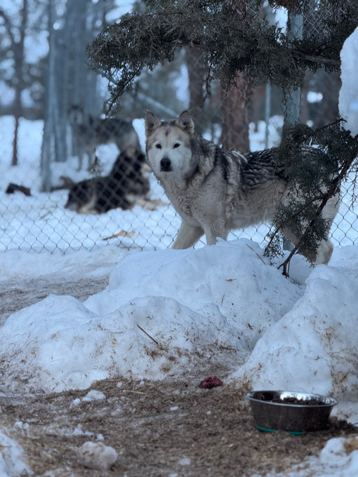 Boss Farms rescue