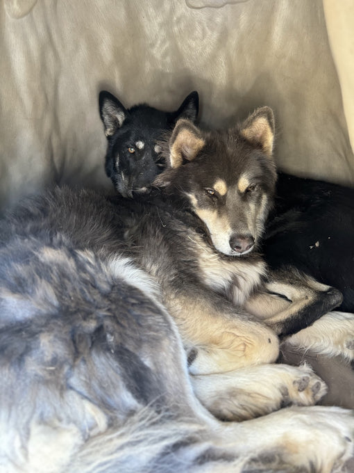 Boss Farms rescue