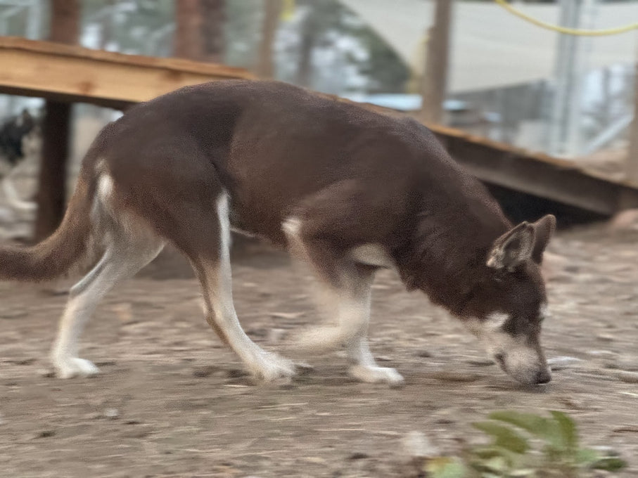 Boss Farms rescue