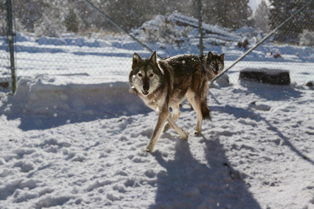 Boss Farms rescue