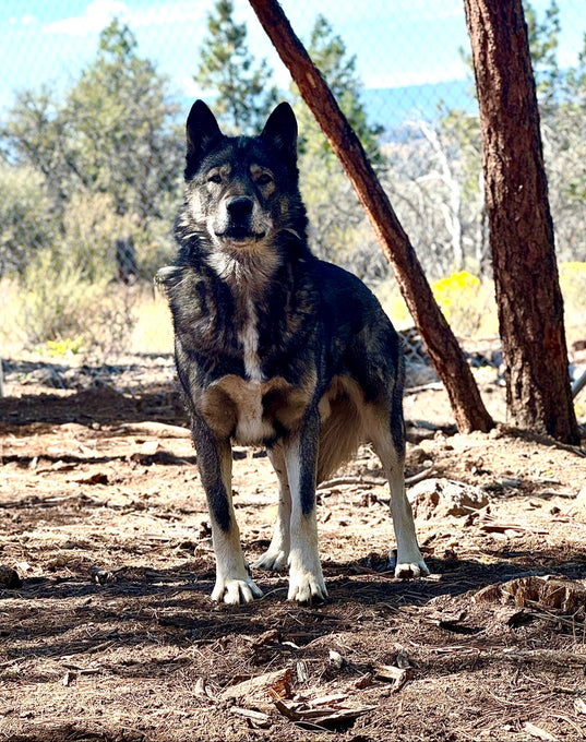 Boss Farms rescue