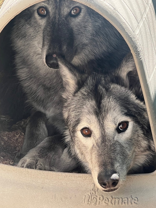 Boss Farms rescue