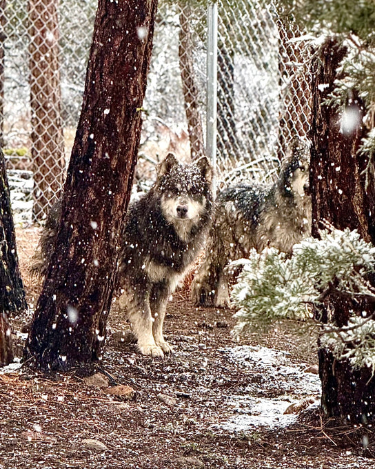 Boss Farms rescue