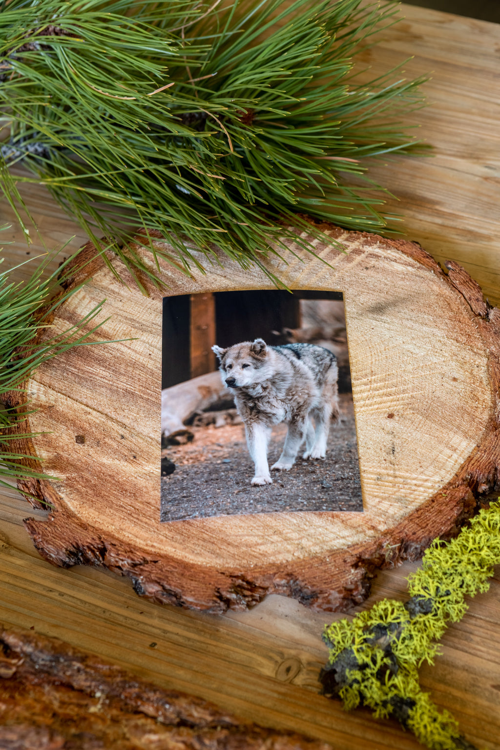 Sponsor Lyda B.O.S.S. Farms