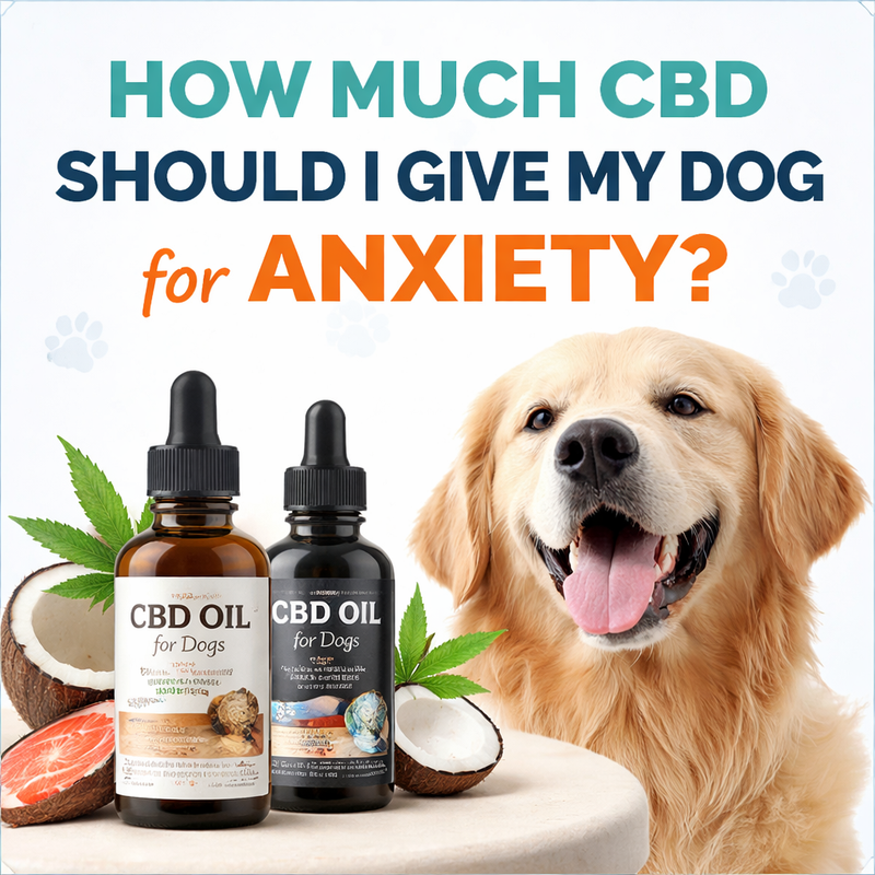 How Much CBD Should I Give My Dog for Anxiety?