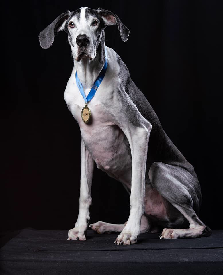 Discover Goliath's inspiring journey from starvation to triumph. Witness the transformative power of love and nutrition as this emaciated Great Dane finds strength and a forever home. A heartwarming tale of resilience and redemption.