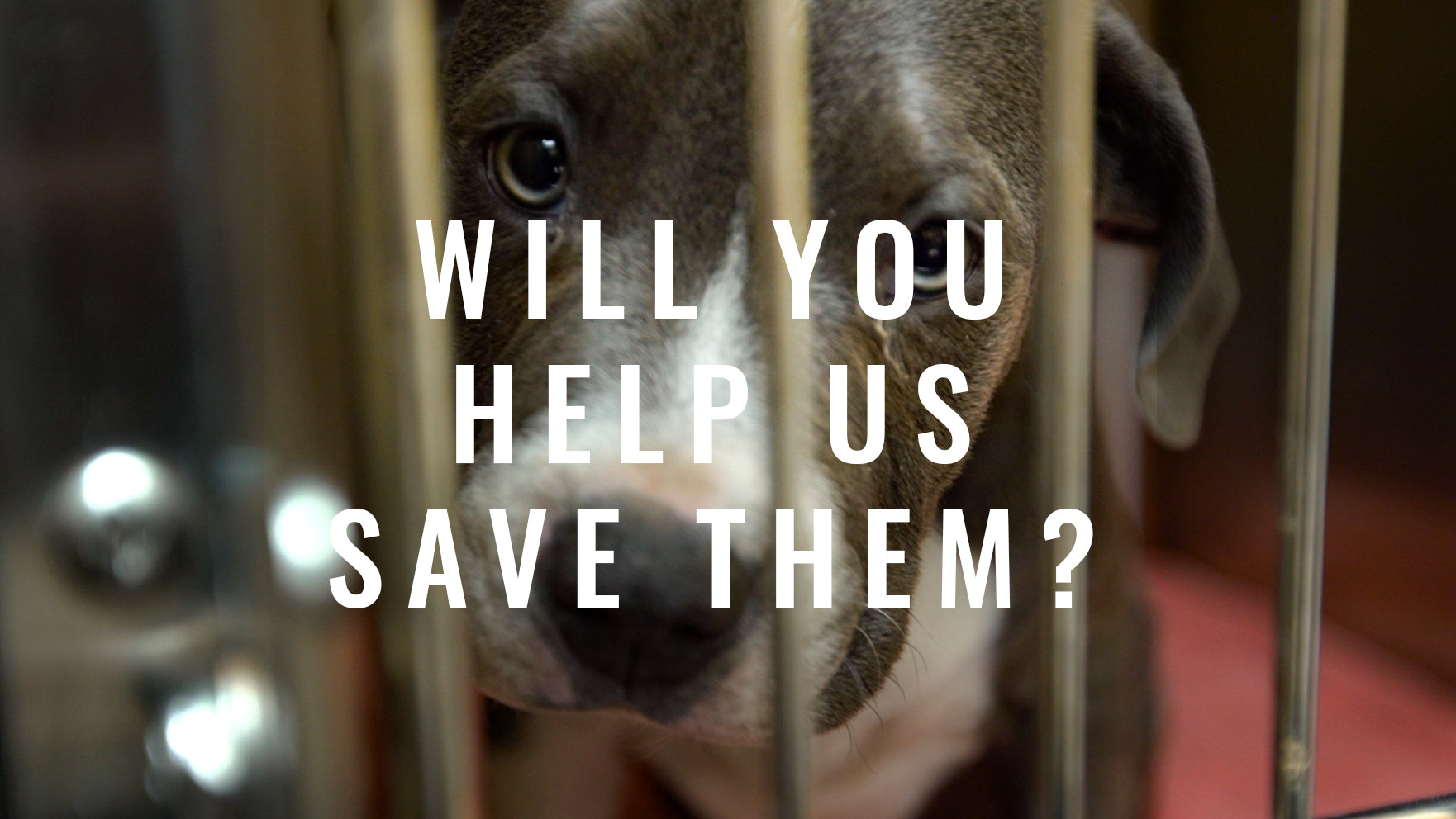 Sponsor Our Animal Rescue With Your Business