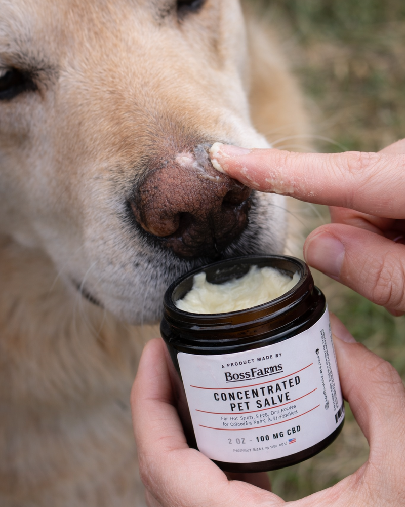 🐾 Dry Paw & Skin Salve 🐾 100 mg CBD
