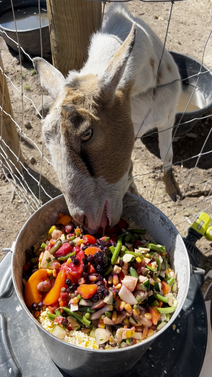 Feed A Friend