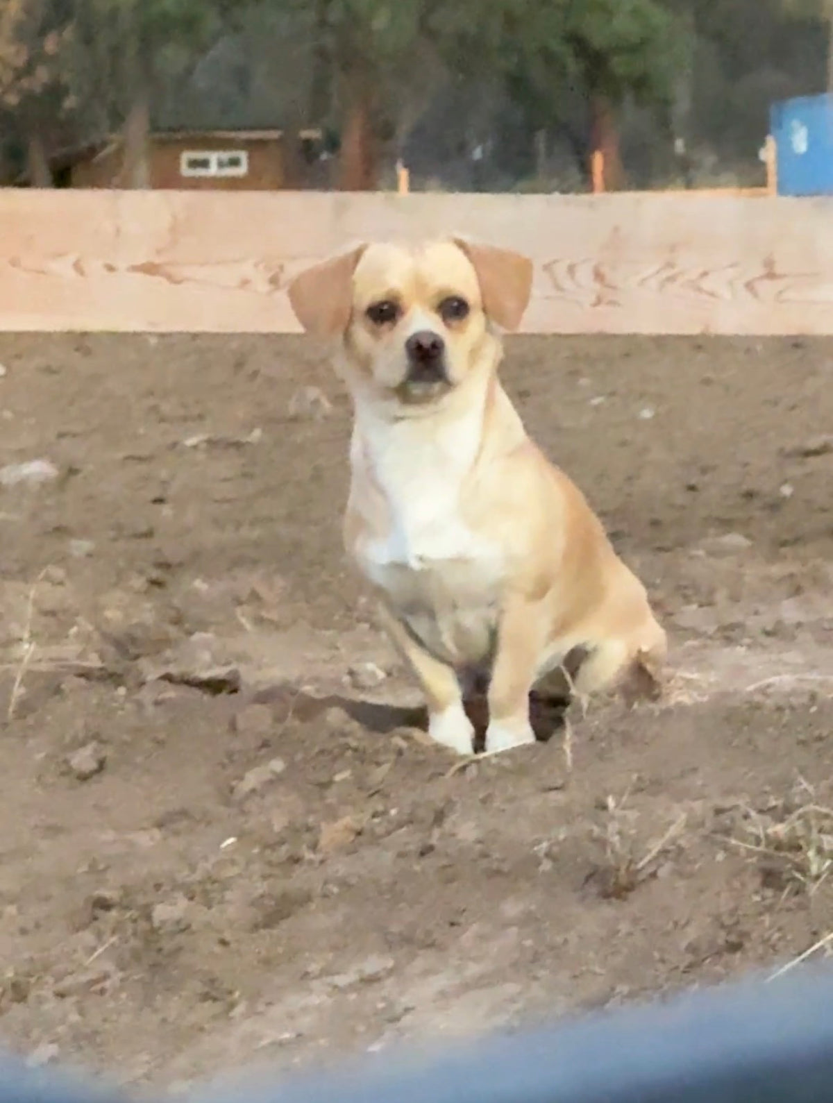 Butters, an 11-month-old Chihuahua mix, sitting outside at the sanctuary