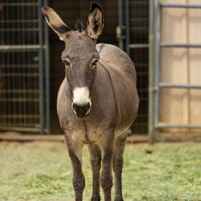 Boss Farms rescue