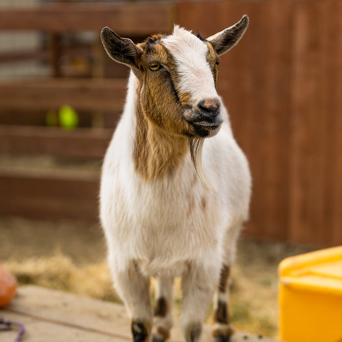 Boss Farms rescue