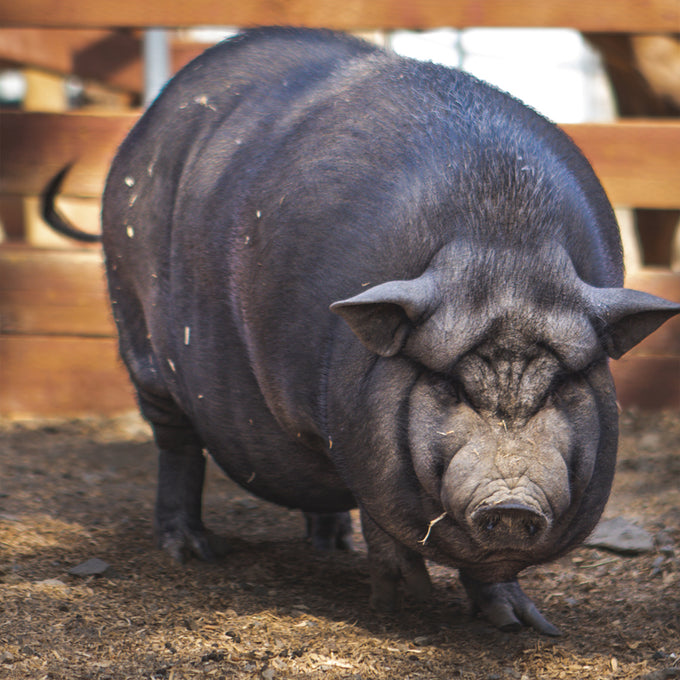 Boss Farms rescue