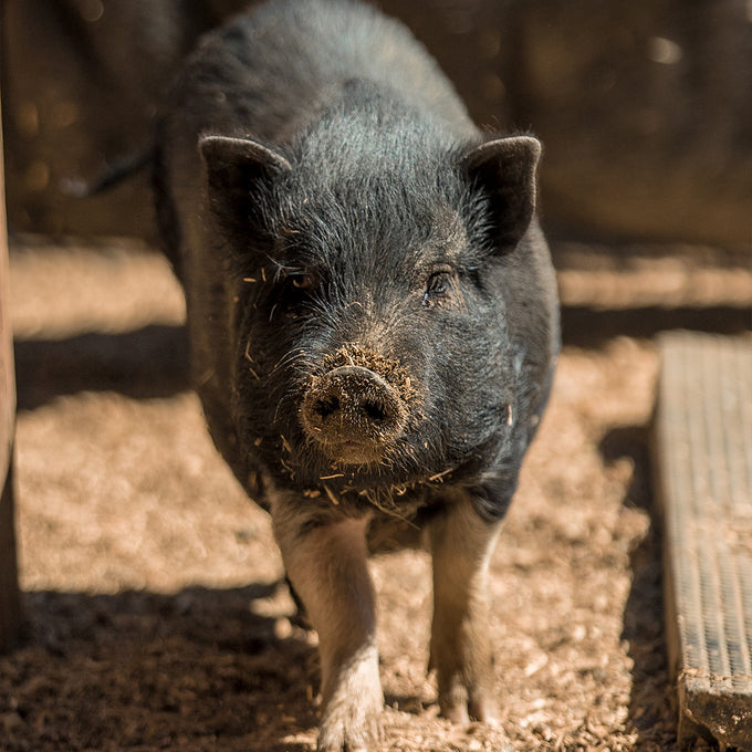 Boss Farms rescue