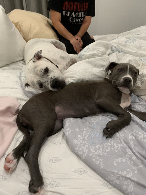 Boss Farms rescue