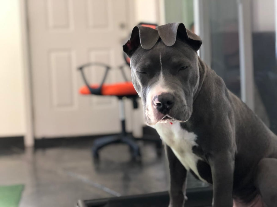 Boss Farms rescue