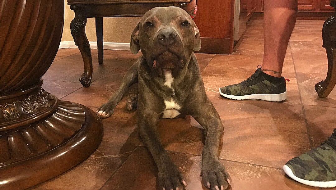 Boss Farms rescue