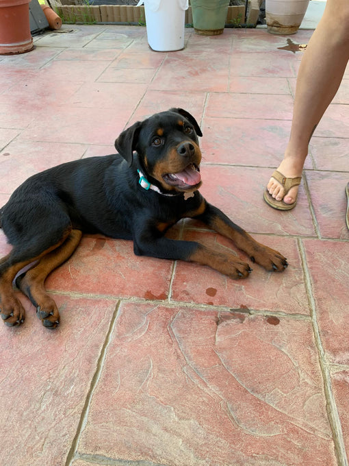 Boss Farms rescue
