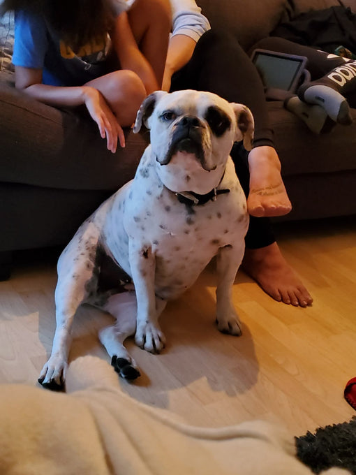 Boss Farms rescue