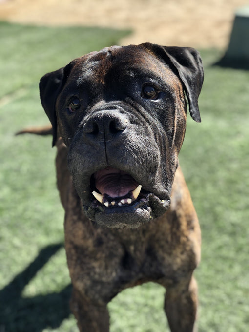 Boss Farms rescue