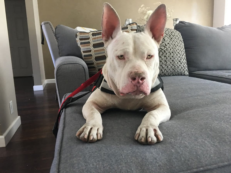 Boss Farms rescue