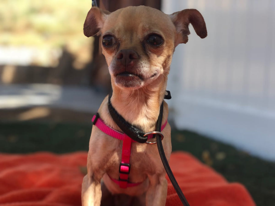 Boss Farms rescue