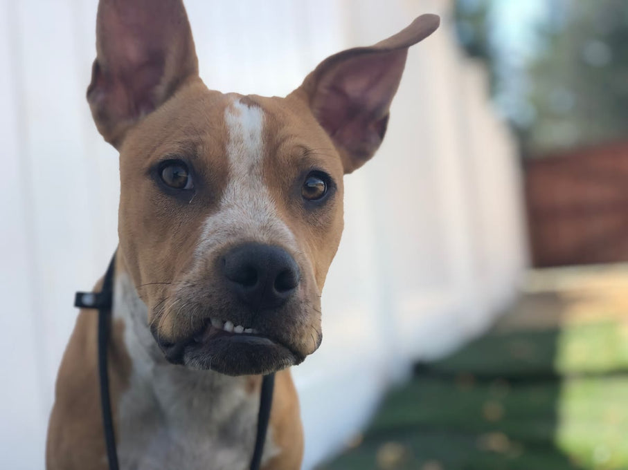 Boss Farms rescue