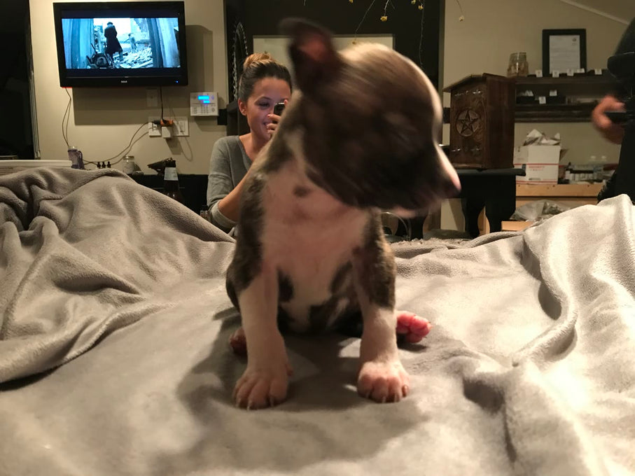 Boss Farms rescue