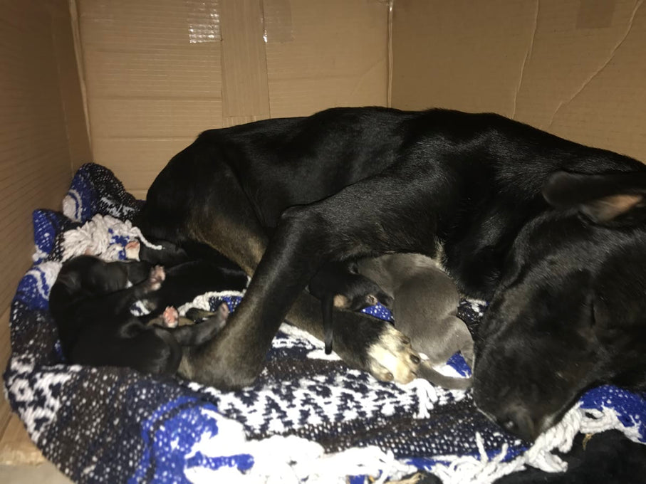 Boss Farms rescue