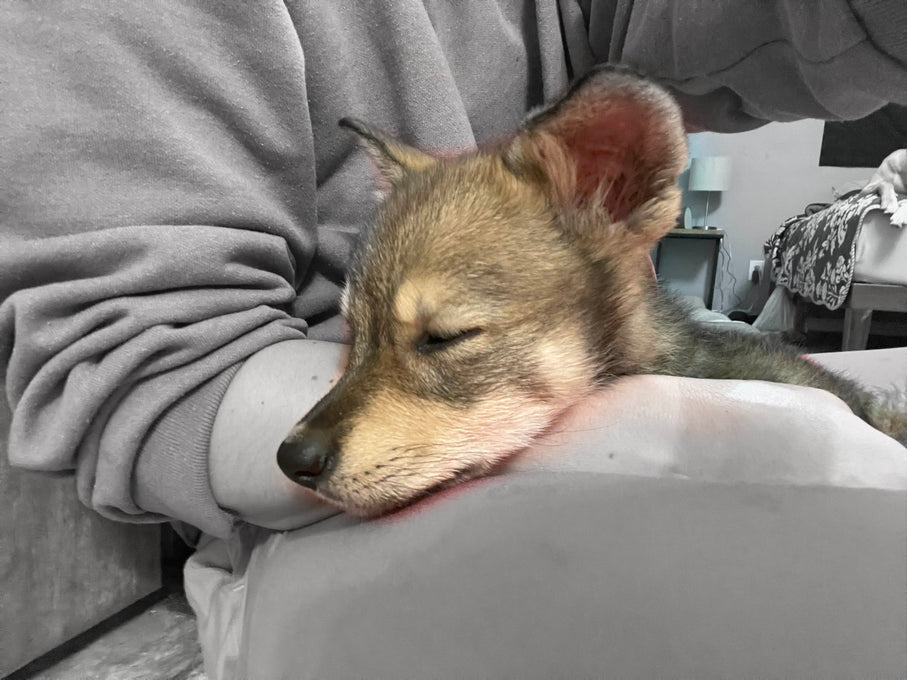 Boss Farms rescue