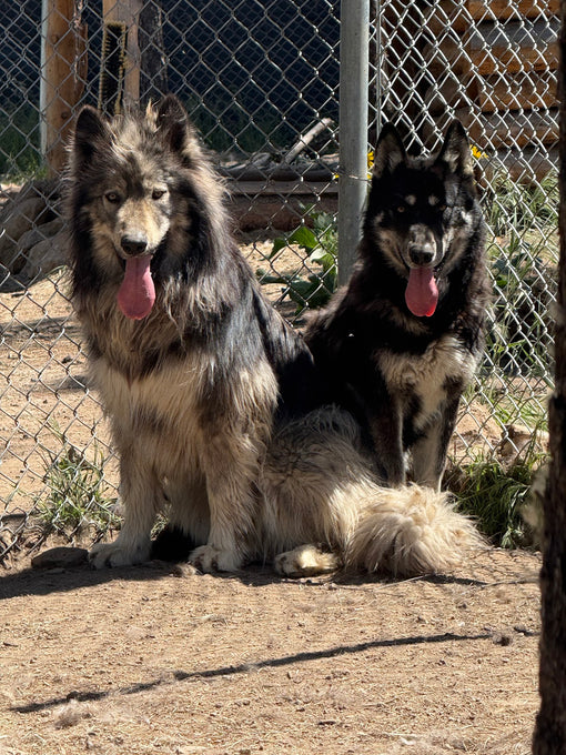 Boss Farms rescue