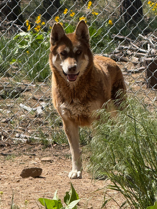 Boss Farms rescue