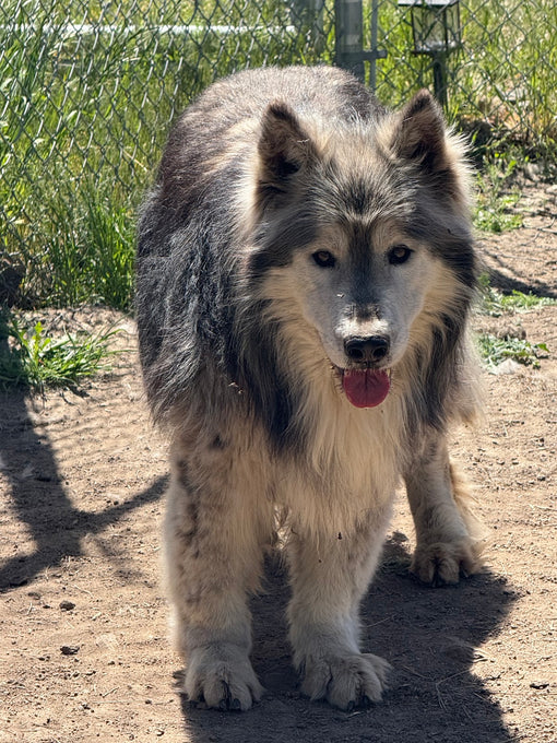 Boss Farms rescue