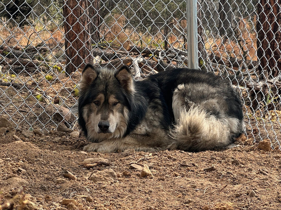 Boss Farms rescue